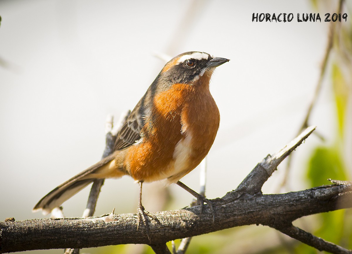 Black-and-rufous Warbling Finch - Horacio Luna