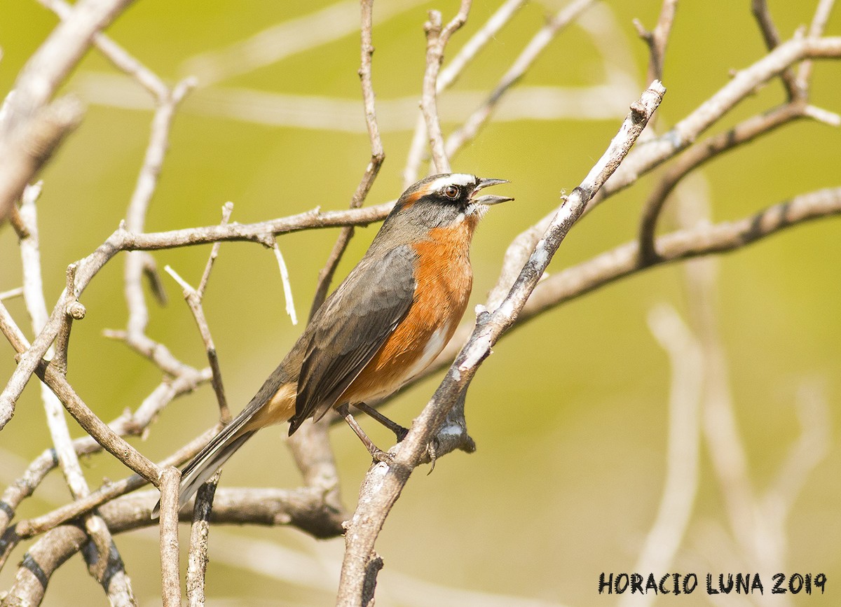 Black-and-rufous Warbling Finch - ML151259351