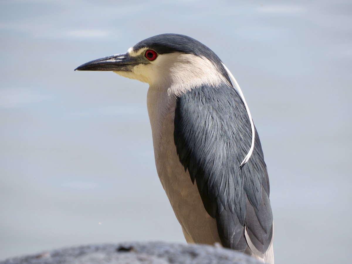 Black-crowned Night Heron - ML151260991