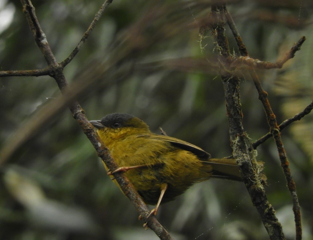 Gray-capped Hemispingus - ML151264721