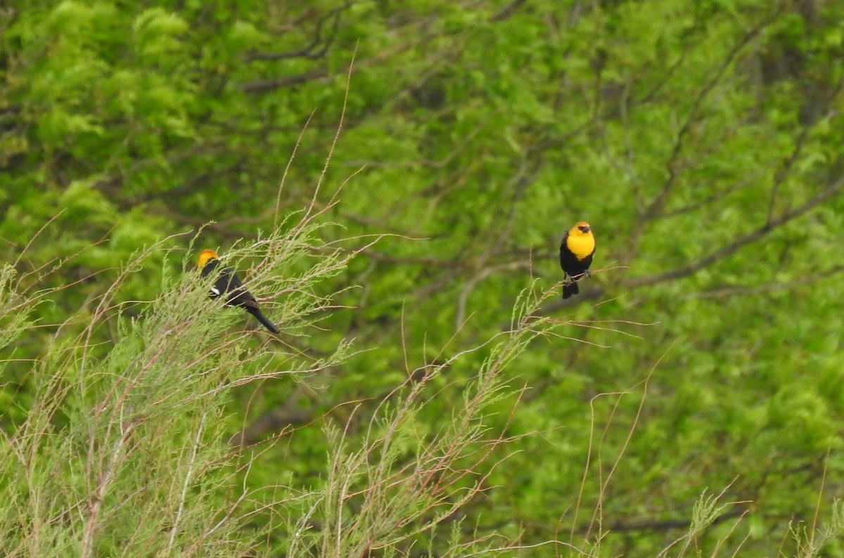 Yellow-headed Blackbird - Shirley Stafford