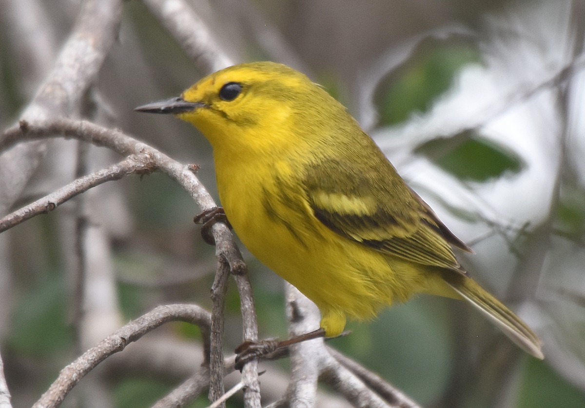 Vitelline Warbler - ML151265071