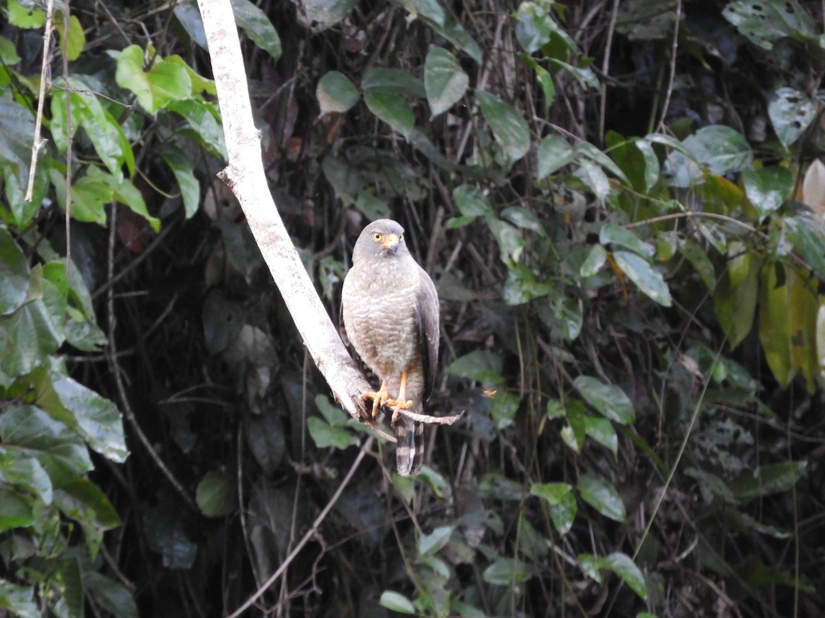 Wegebussard - ML151266711