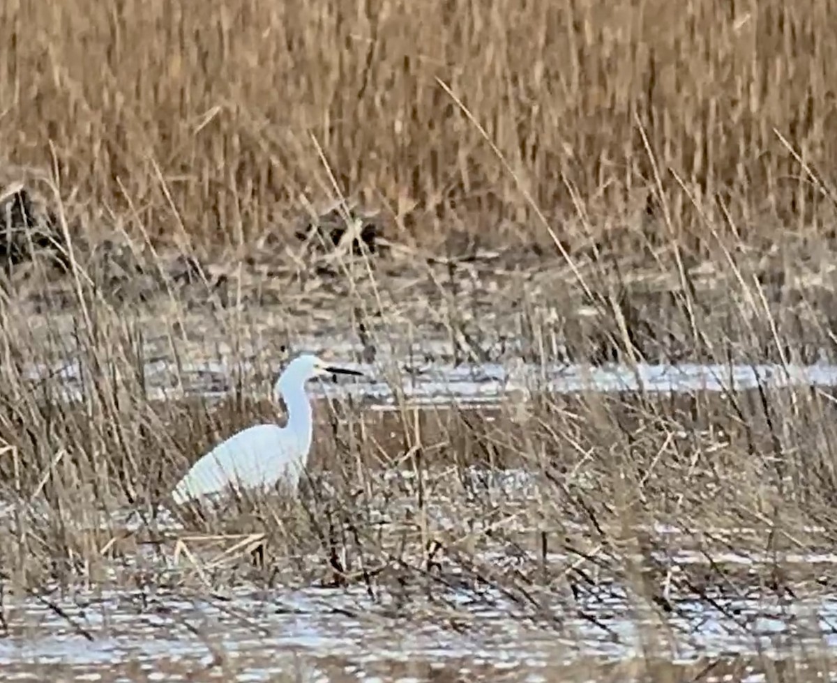 Snowy Egret - ML151268841