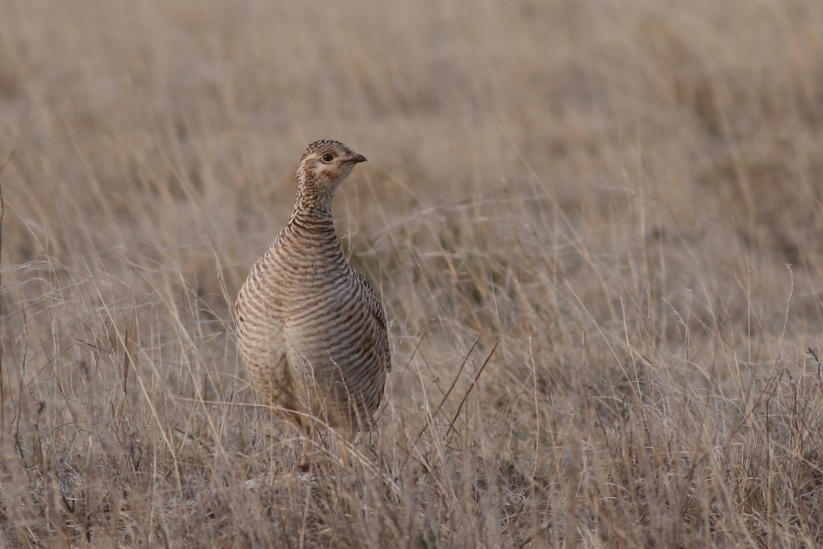 Lesser Prairie-Chicken - Zach Millen