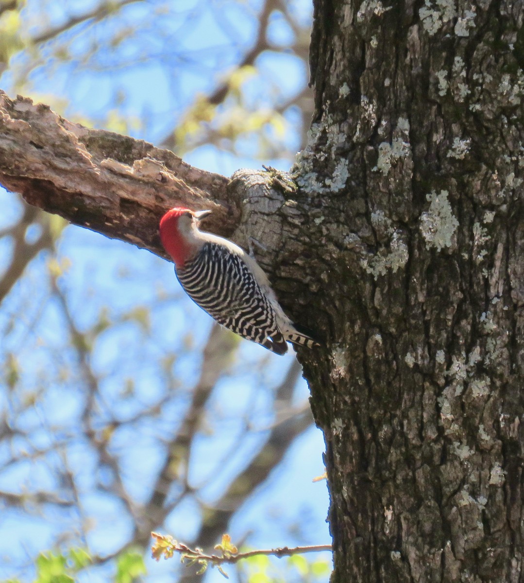 Red-bellied Woodpecker - ML151269391