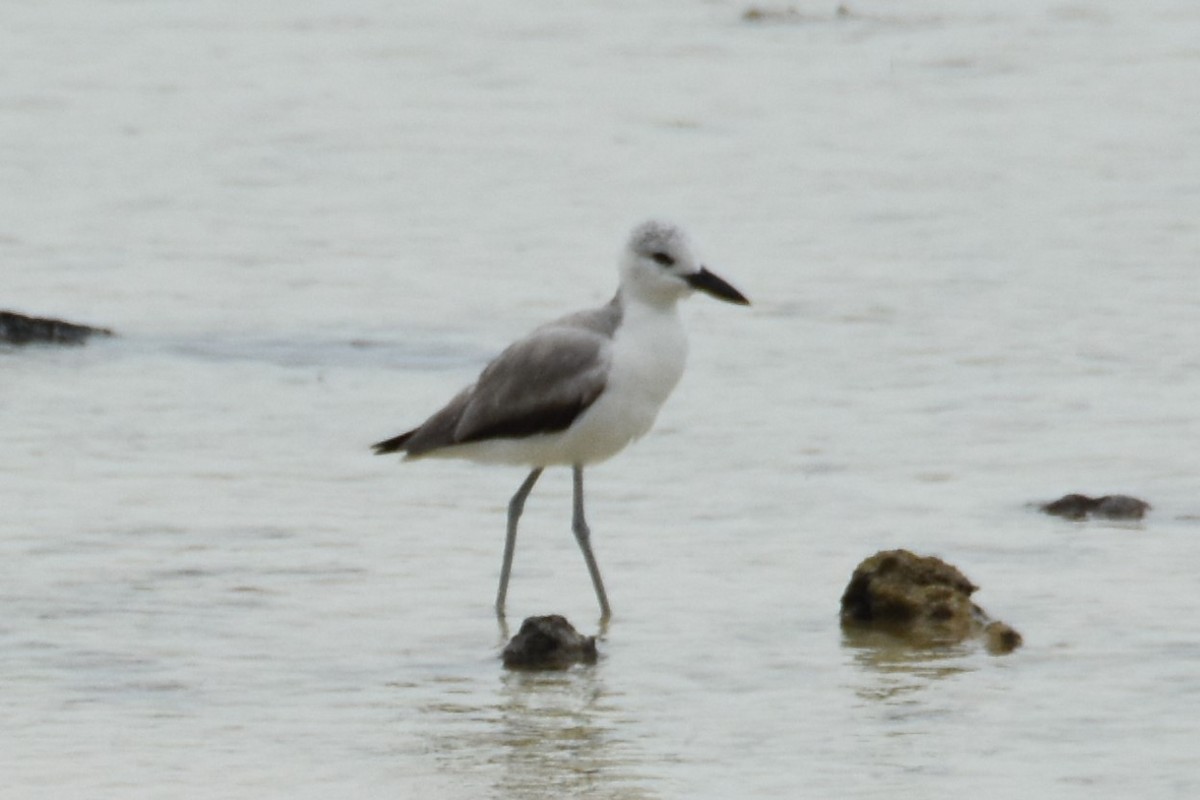 Crab-Plover - ML151269641