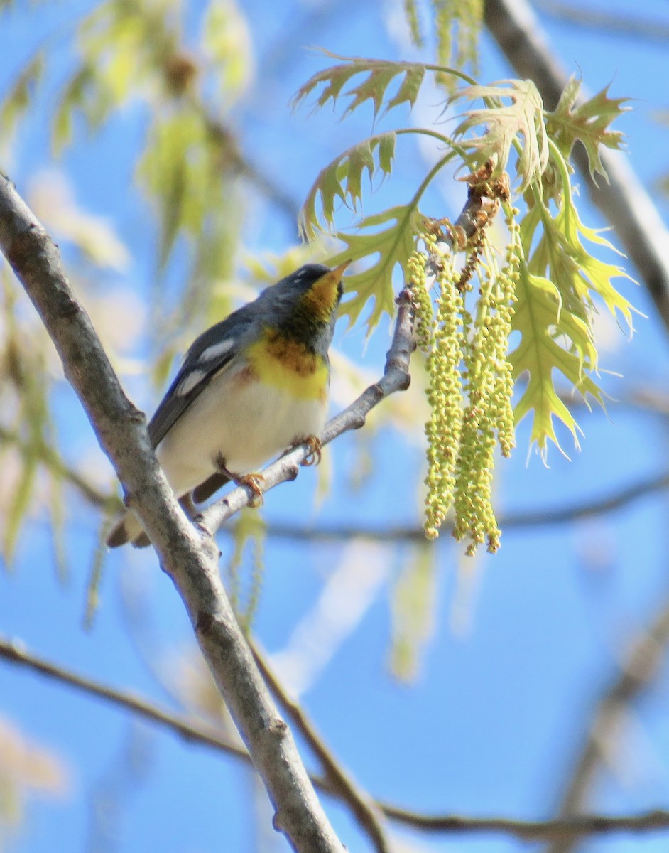 Northern Parula - ML151269881