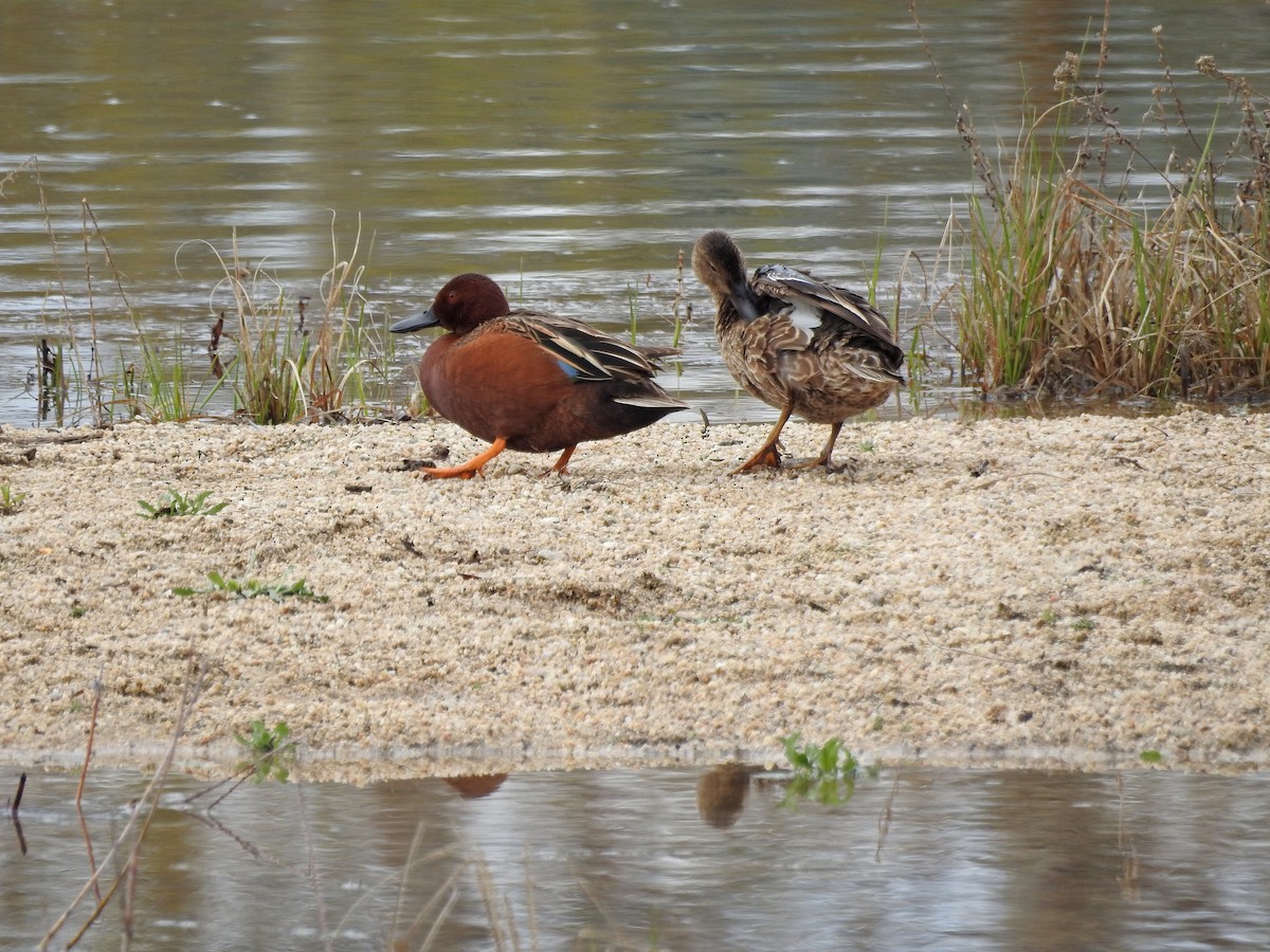 Cinnamon Teal - ML151270641