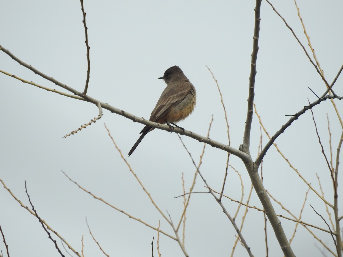 Say's Phoebe - Mary Rumple