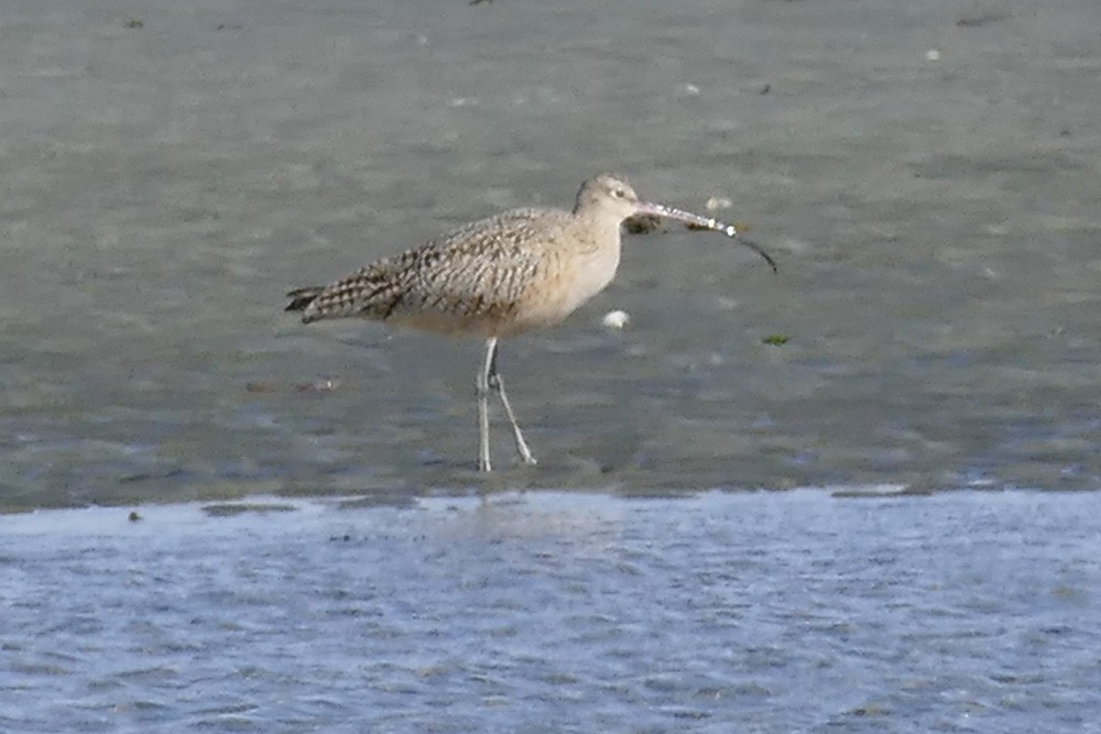 Long-billed Curlew - ML151271331