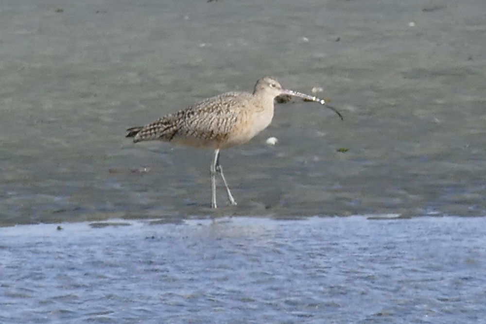 Long-billed Curlew - Krista Kaptein