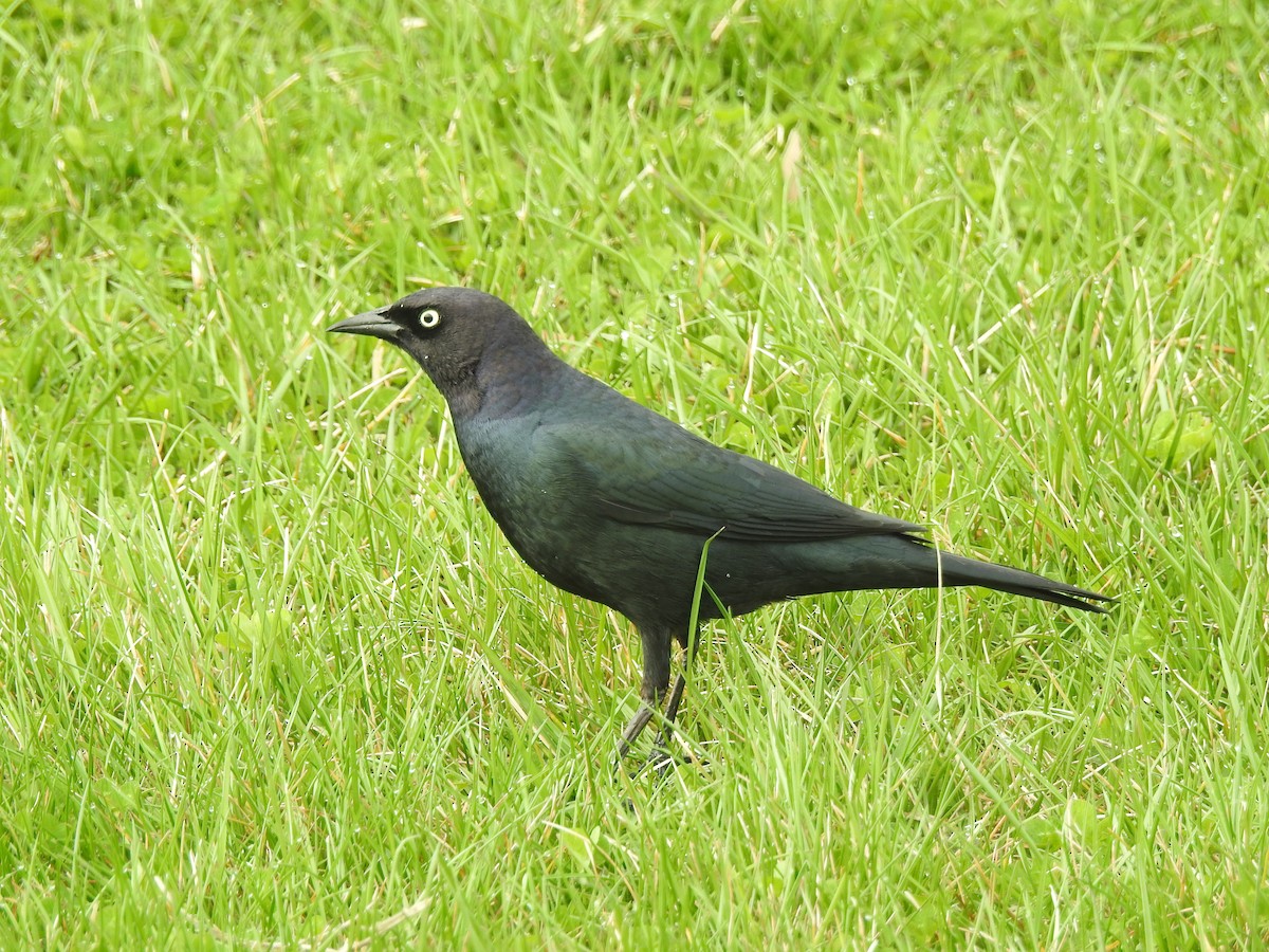 Brewer's Blackbird - ML151271381