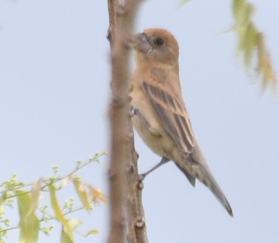 Blue Grosbeak - ML151271951