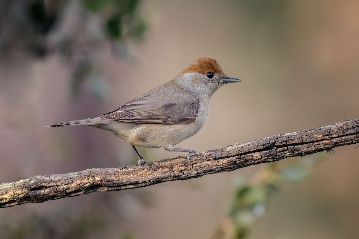 Eurasian Blackcap - ML151272271