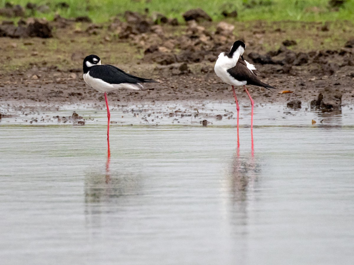 Black-necked Stilt - ML151272411