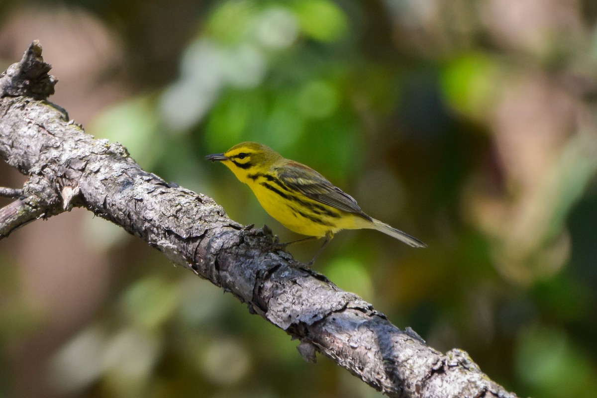 Prairie Warbler - Matt Longabaugh