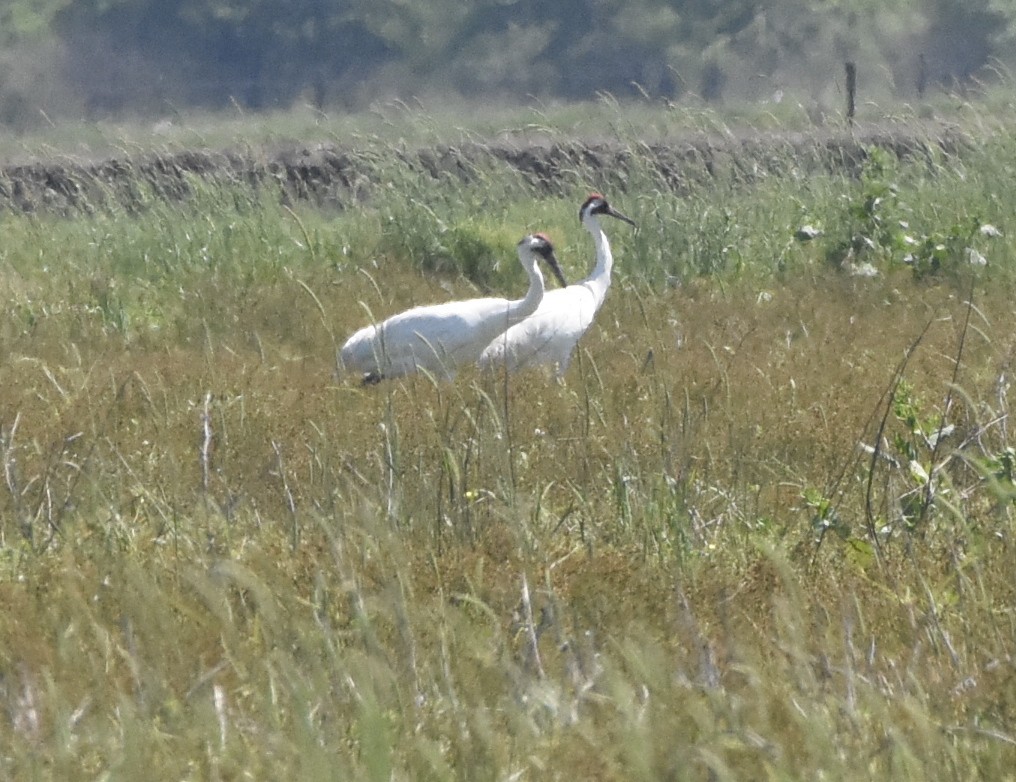 Whooping Crane - ML151272471