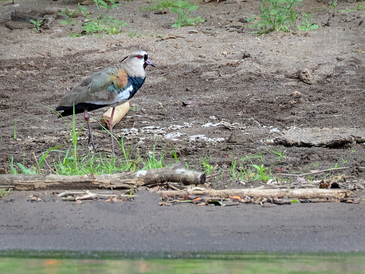 Southern Lapwing - ML151272481