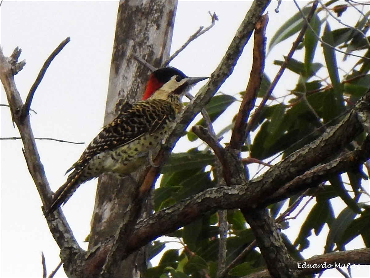 Green-barred Woodpecker - Hermann Eduardo Muñoz