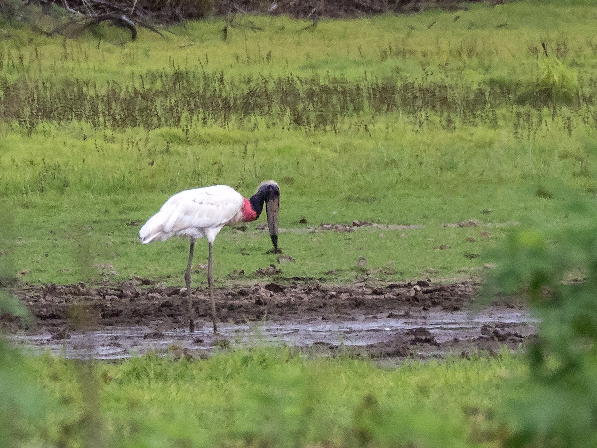 Jabiru - Danielle  A