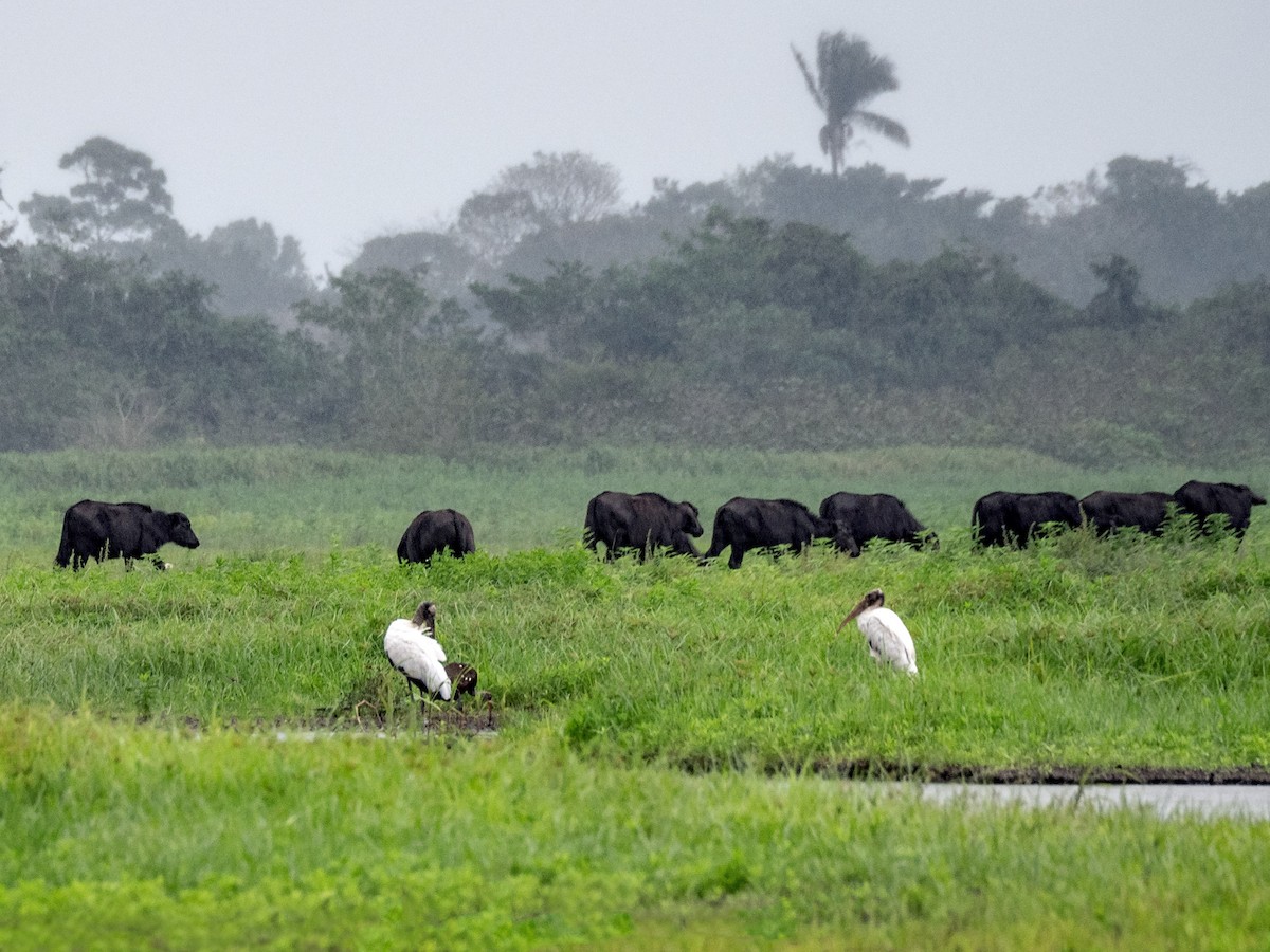 Wood Stork - ML151272831