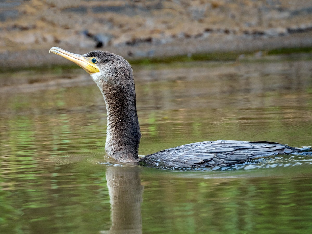 Neotropic Cormorant - ML151273381