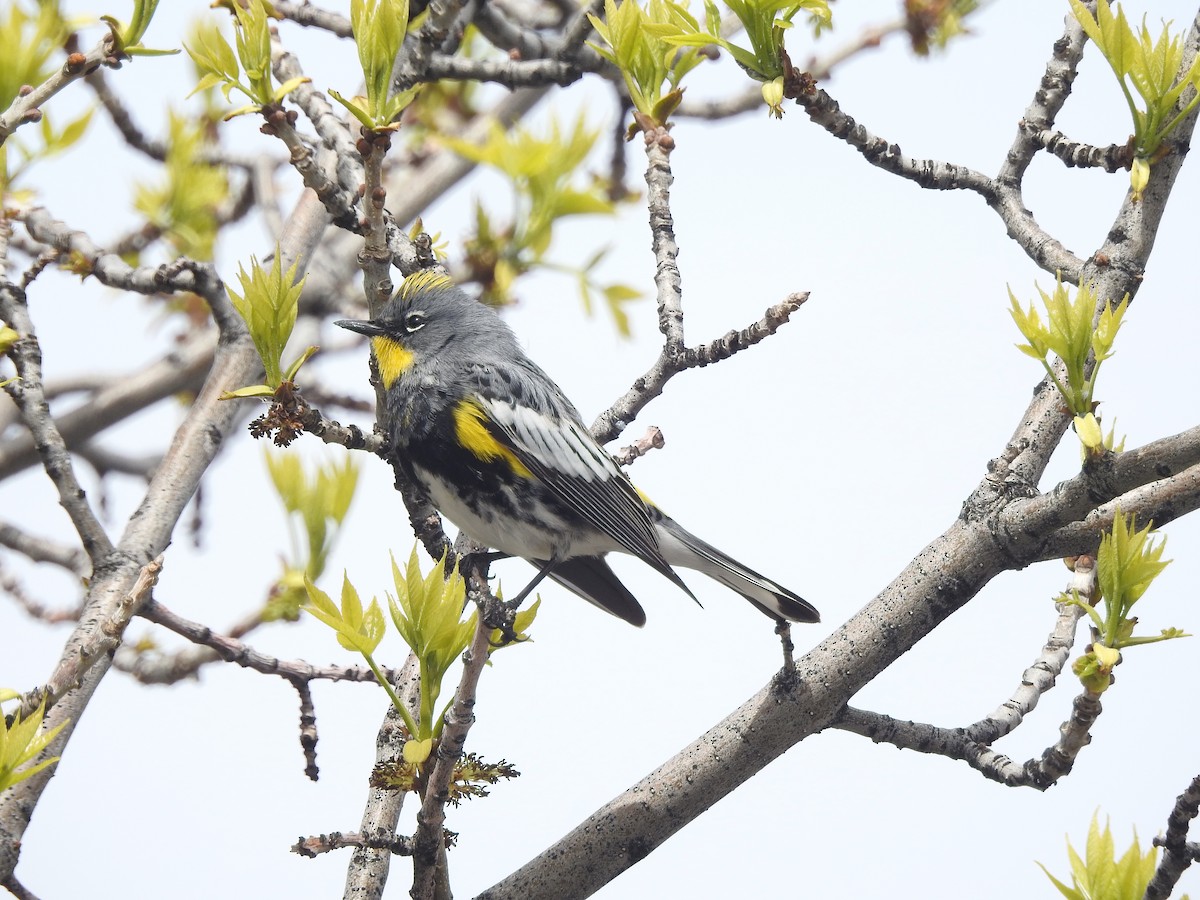 Yellow-rumped Warbler - ML151273561