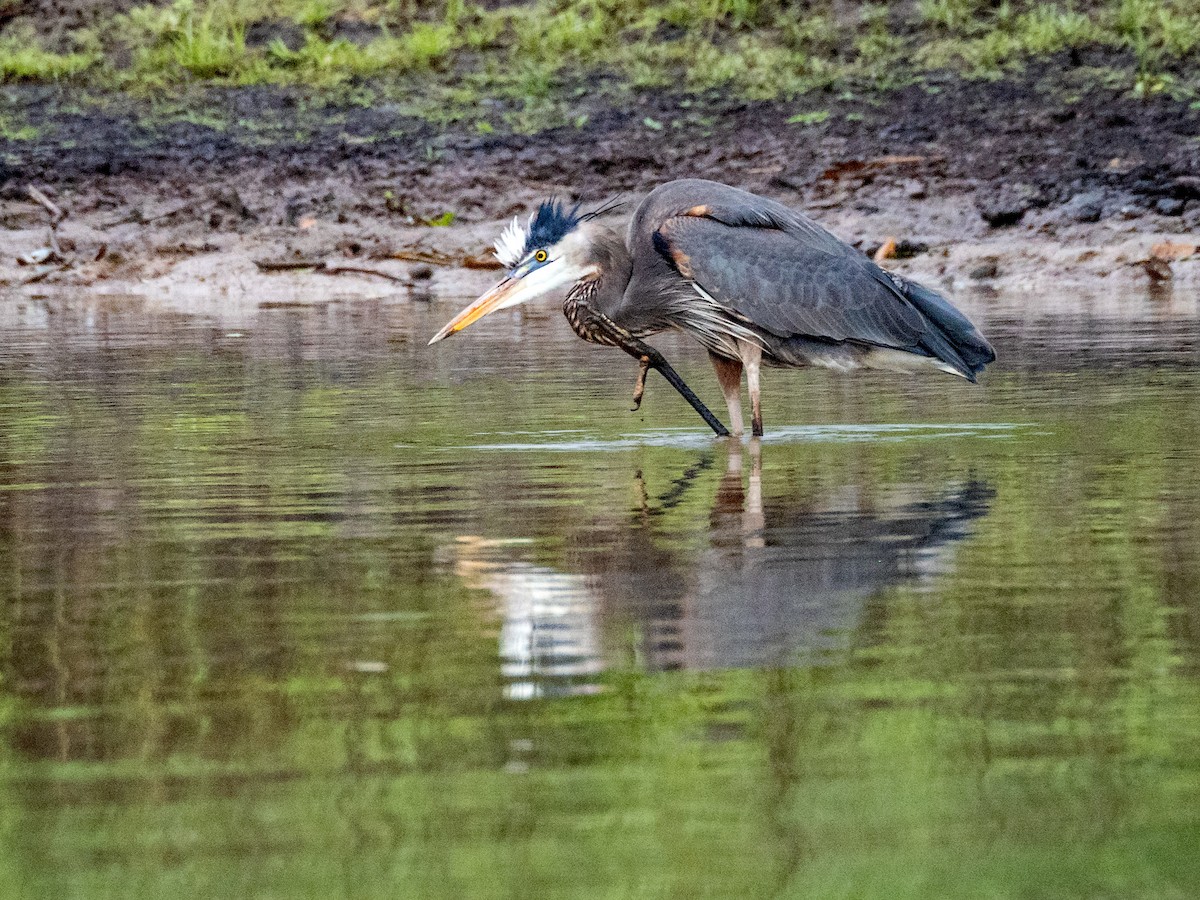 Great Blue Heron - Danielle  A