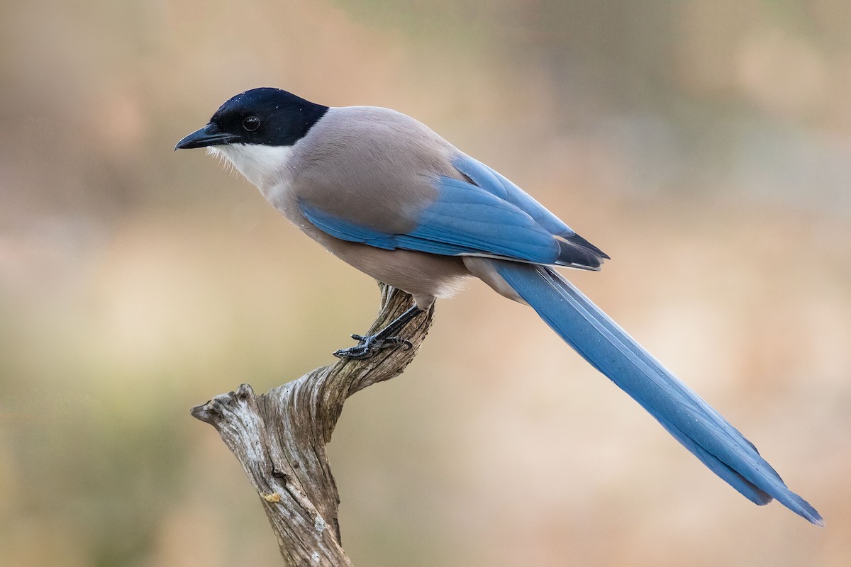 Iberian Magpie - Stefan Hirsch