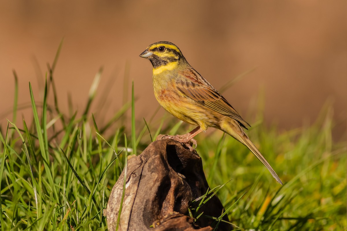 Cirl Bunting - Stefan Hirsch
