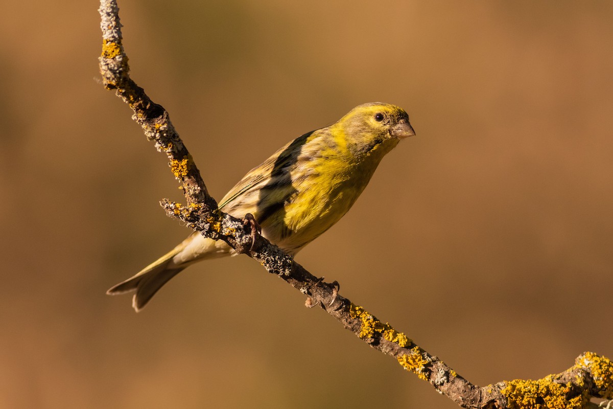 European Serin - Stefan Hirsch