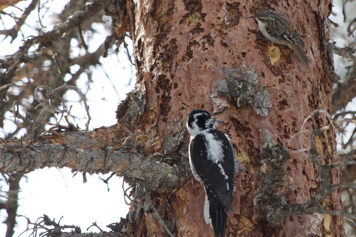 American Three-toed Woodpecker - ML151276411