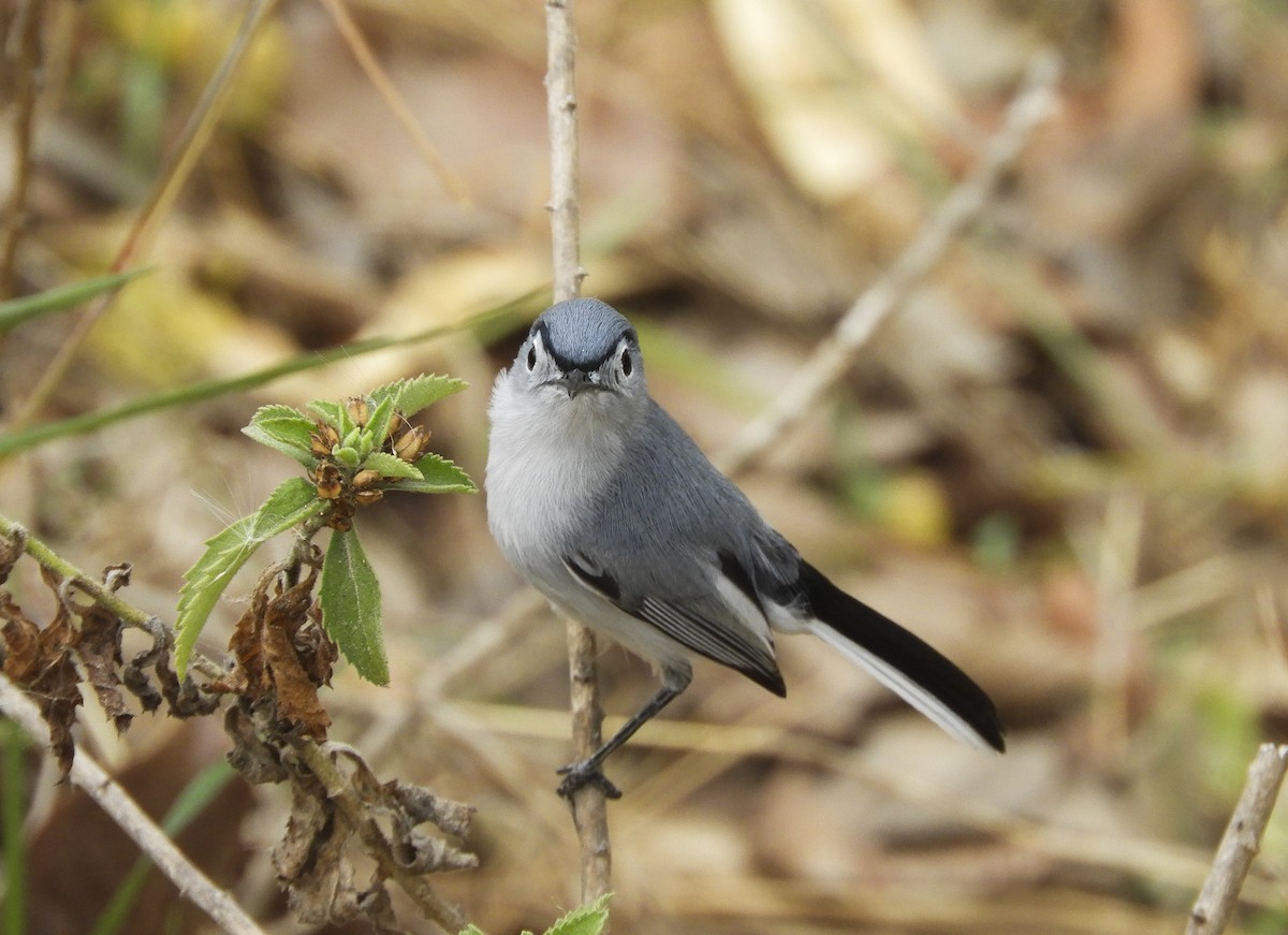 Blue-gray Gnatcatcher (obscura Group) - ML151276531