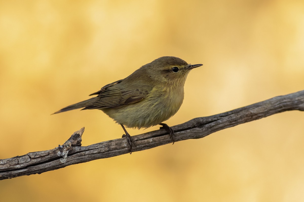 Common Chiffchaff - ML151276651