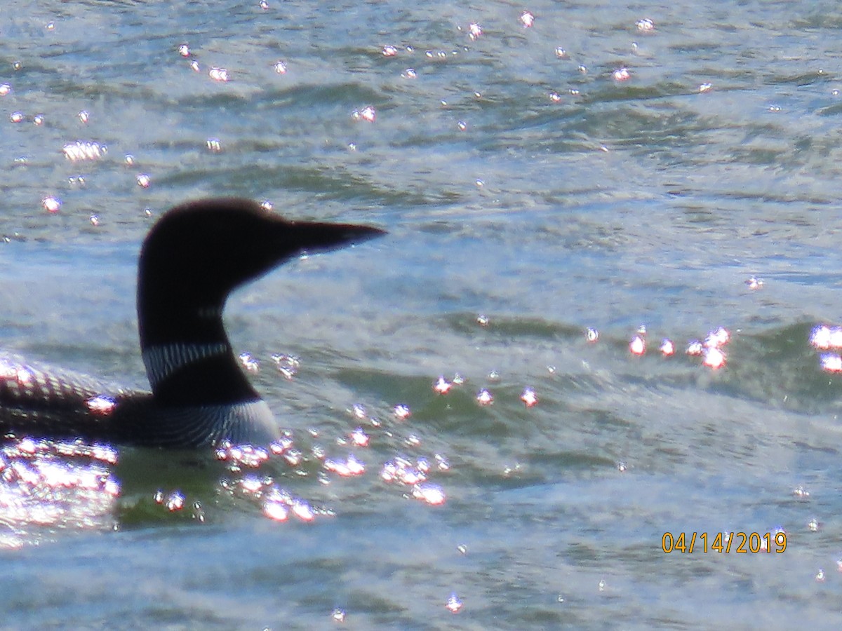 Common Loon - ML151276801