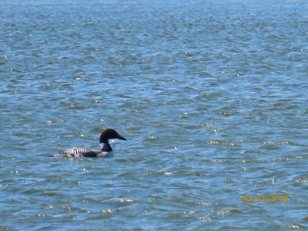 Common Loon - J Reinhard