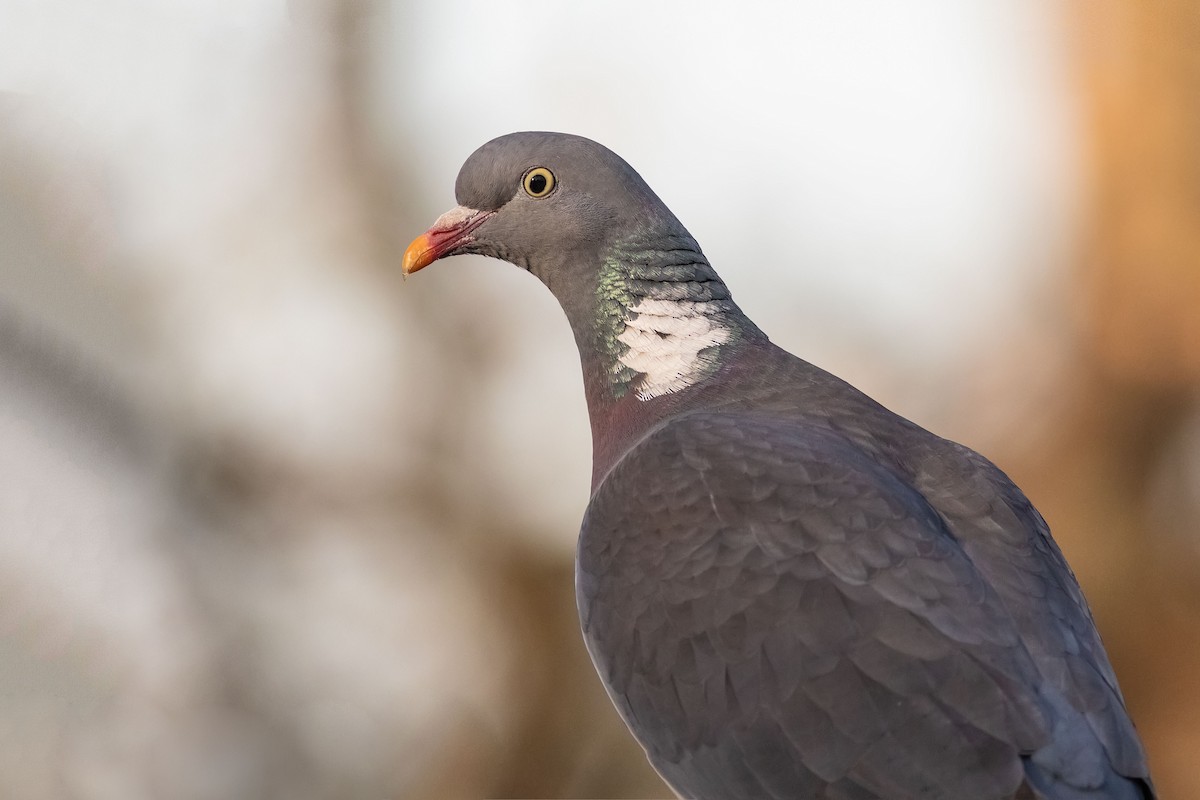 Common Wood-Pigeon - ML151277081