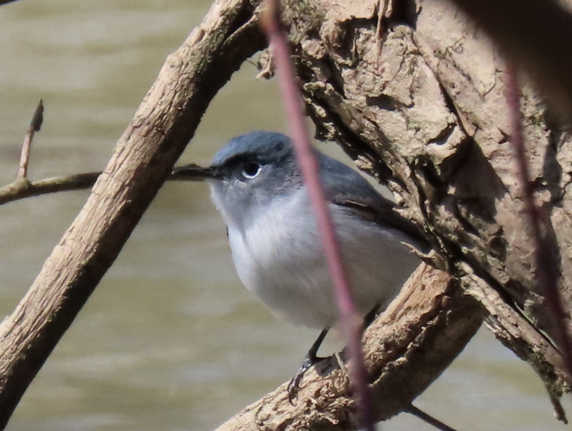 Blue-gray Gnatcatcher - ML151277841