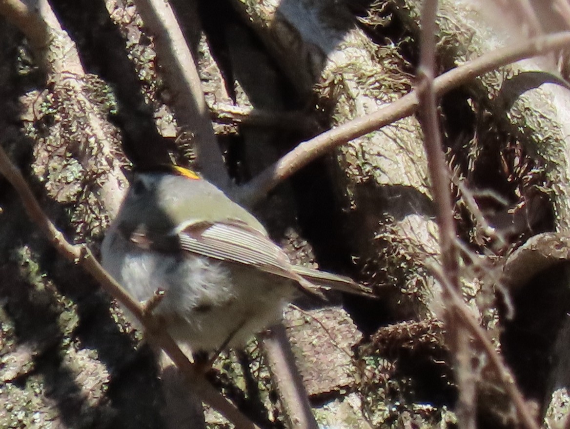 Golden-crowned Kinglet - ML151277911
