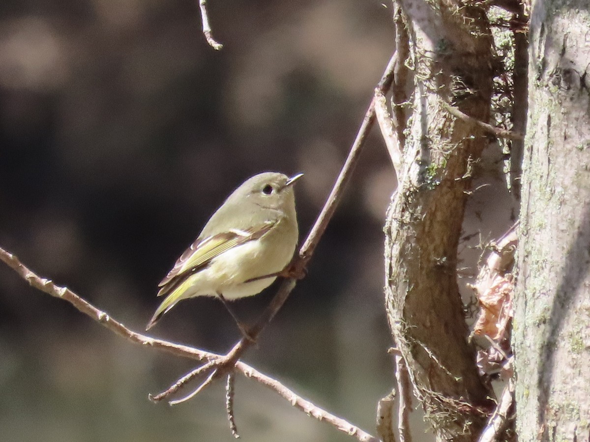 Ruby-crowned Kinglet - ML151278001