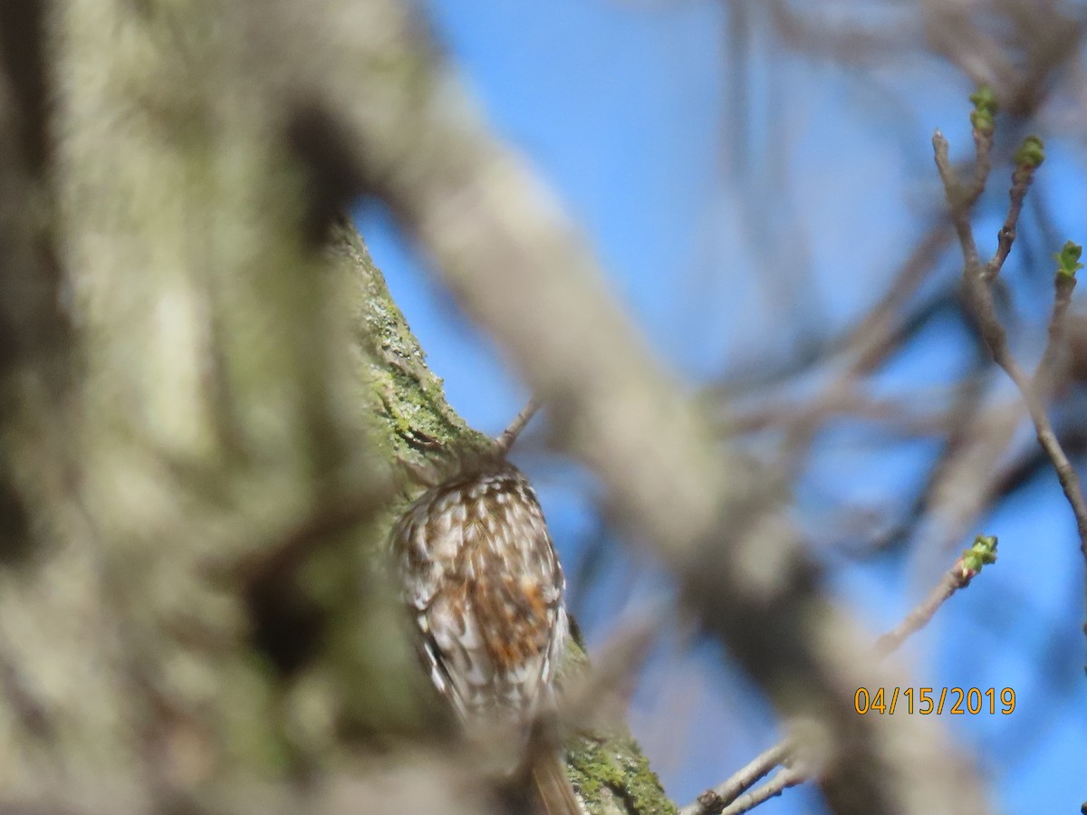 Brown Creeper - ML151278021