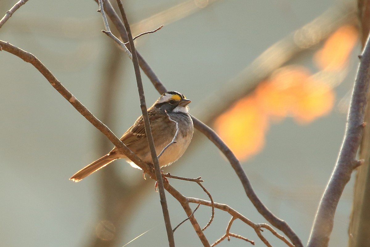 White-throated Sparrow - ML151278191
