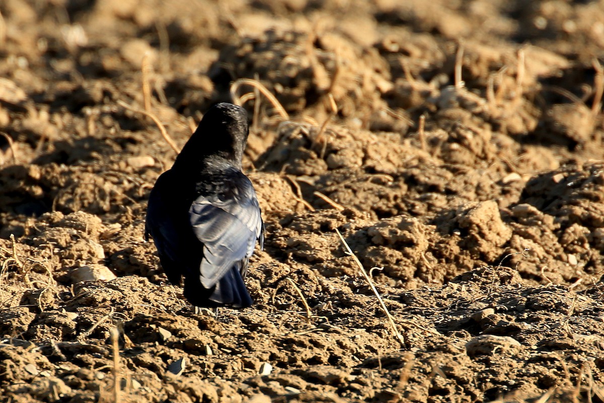 American Crow - ML151278791