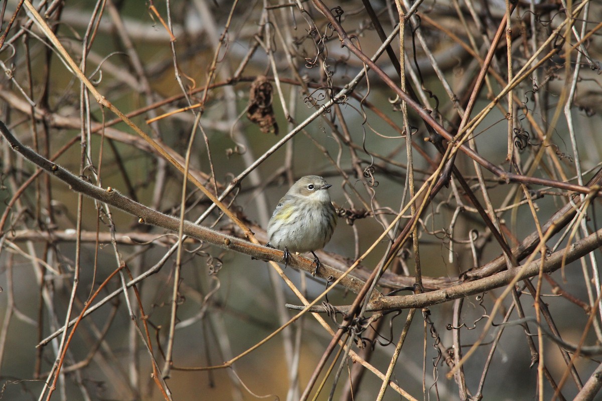 Yellow-rumped Warbler - ML151279341