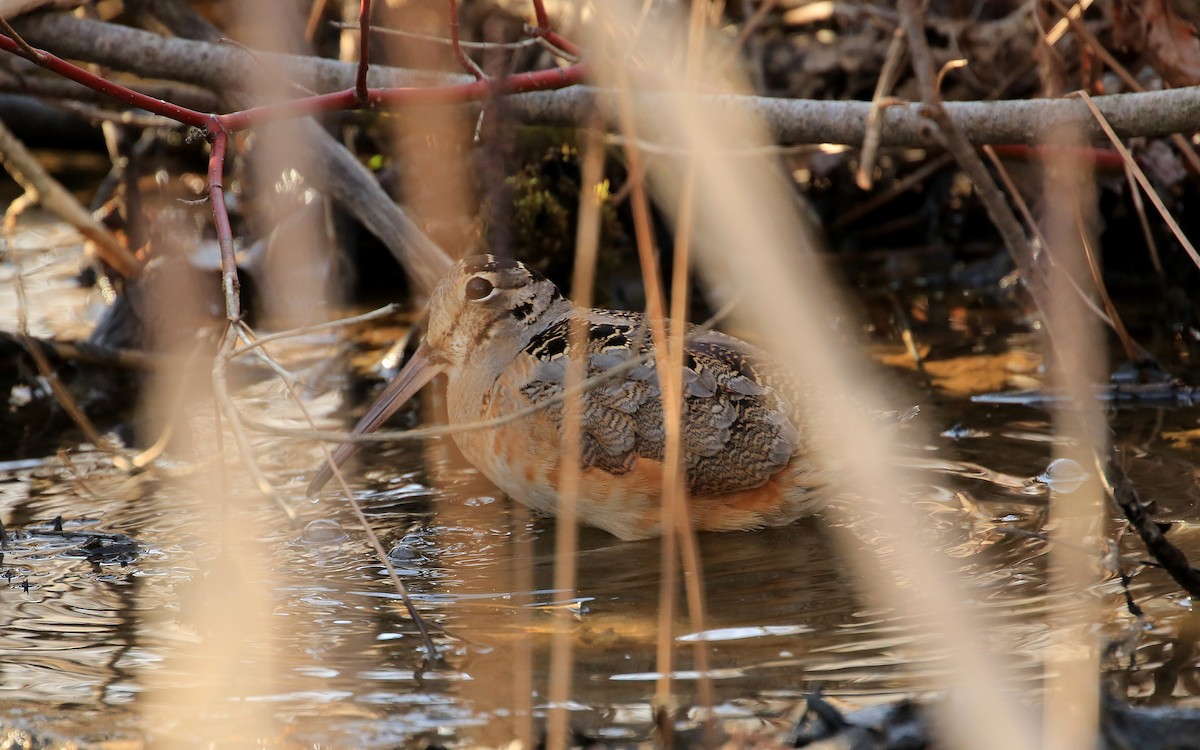 American Woodcock - ML151279421