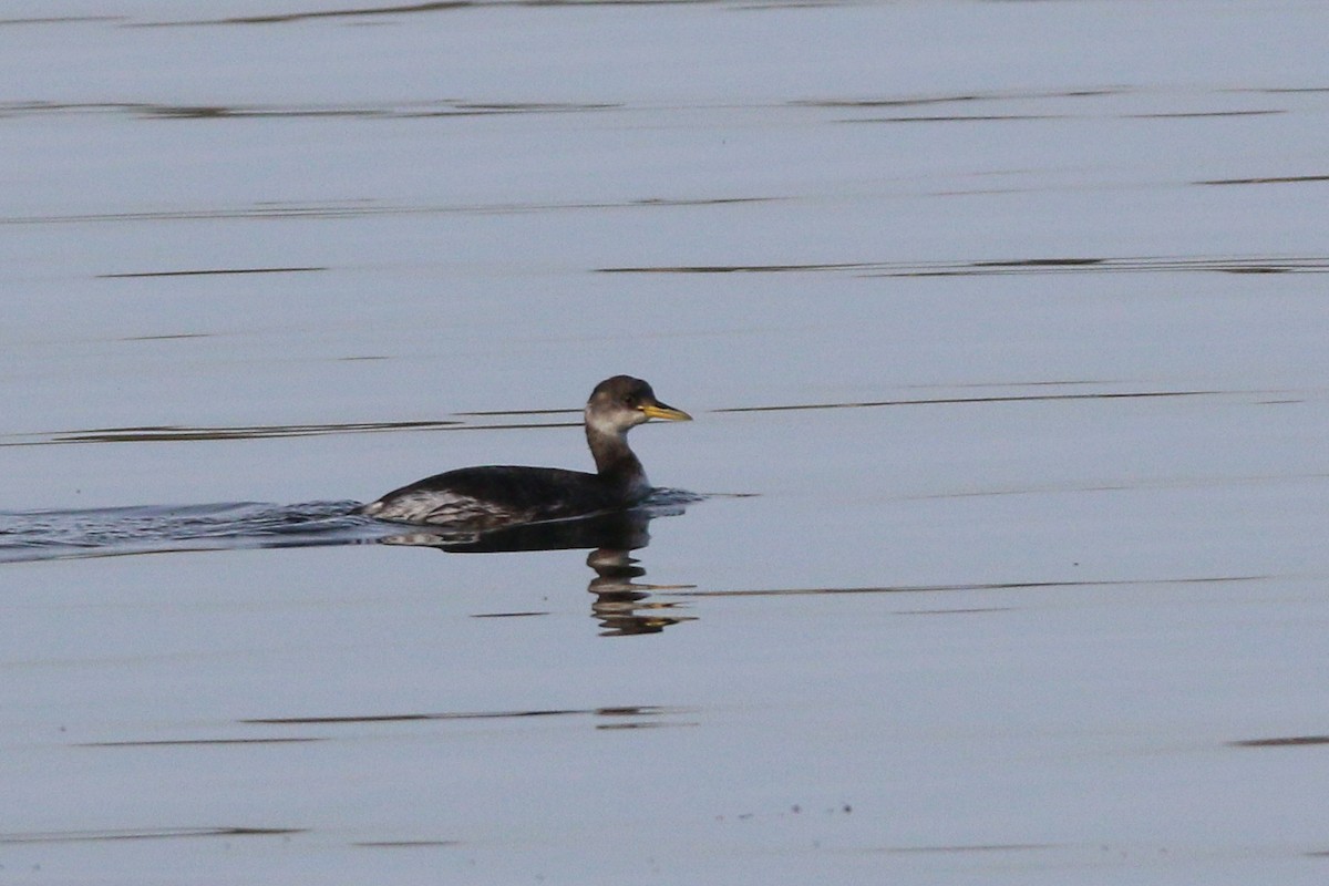 Red-necked Grebe - ML151281081