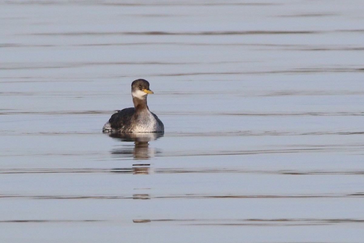 Red-necked Grebe - ML151281101