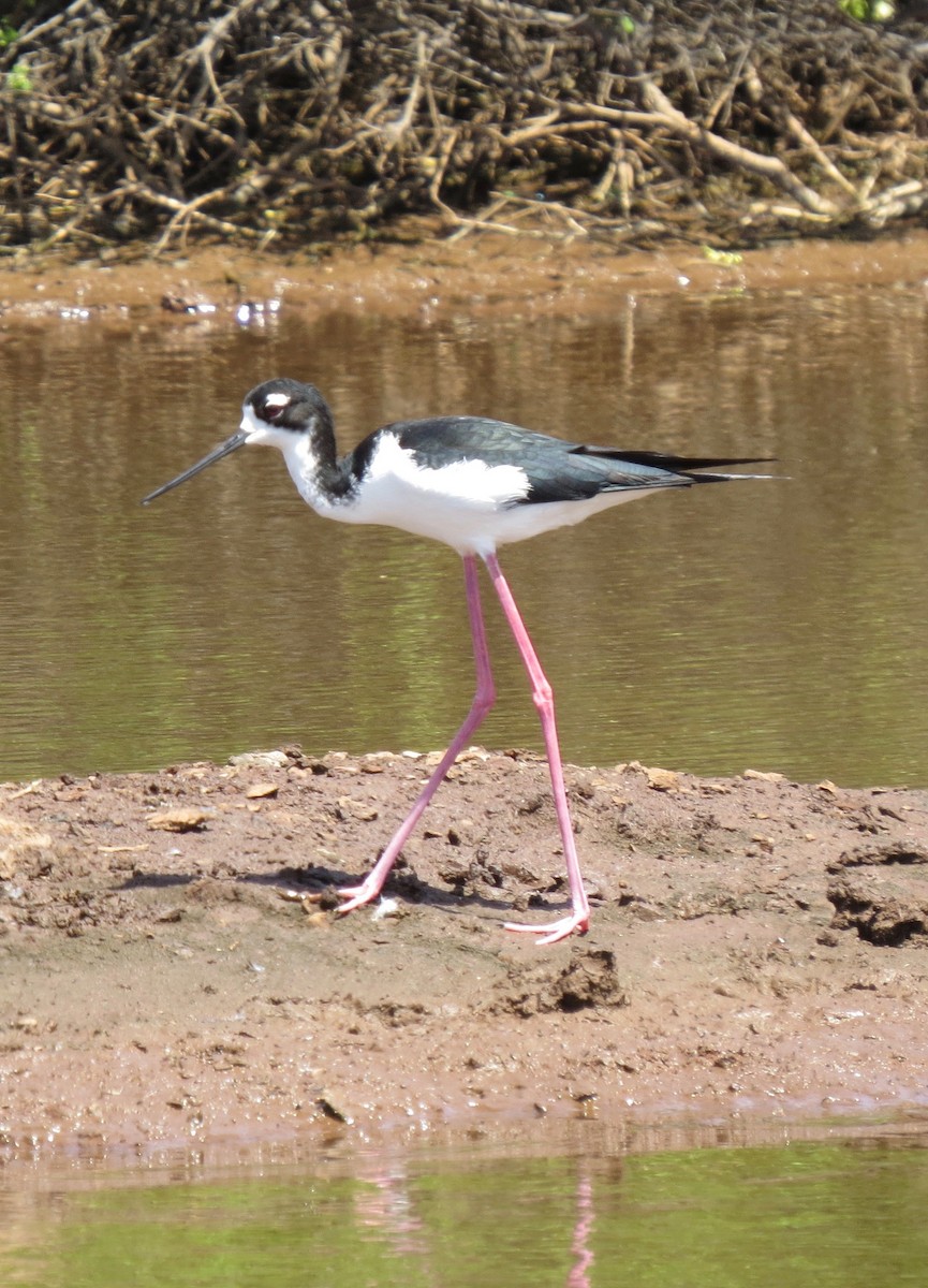 Black-necked Stilt - ML151281541