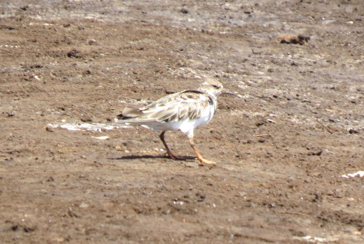 Ruddy Turnstone - ML151281641